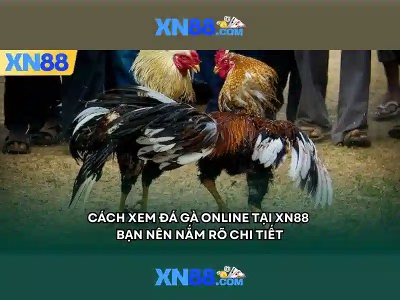 Trải nghiệm cá cược đỉnh cao XN88
